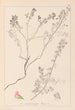 Herbier de la flore française Pl0225 - Louis Antoine Cusin — artwork view