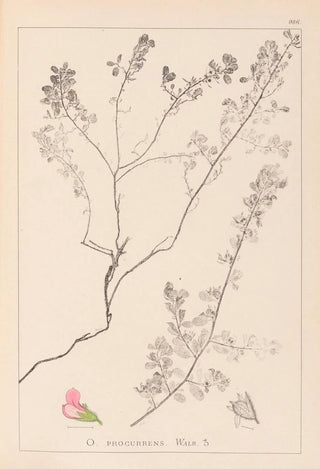 Herbier de la flore française Pl0225 - Louis Antoine Cusin — artwork view