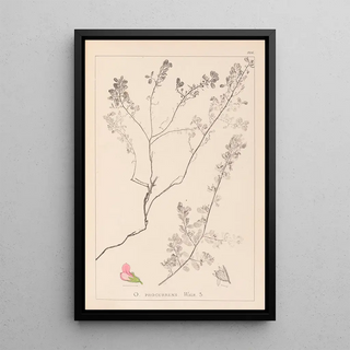 Herbier de la flore française Pl0225 - Louis Antoine Cusin — framed artwork on a wall