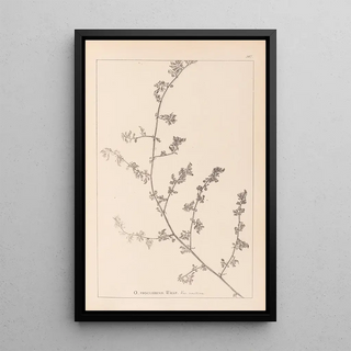Herbier de la flore française Pl0226 - Louis Antoine Cusin — framed artwork on a wall