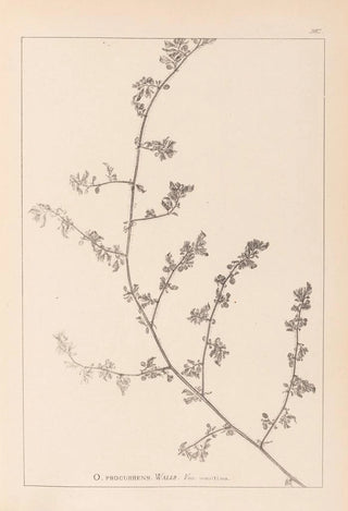 Herbier de la flore française Pl0226 - Louis Antoine Cusin — artwork view