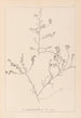 Herbier de la flore française Pl0227 - Louis Antoine Cusin — artwork view