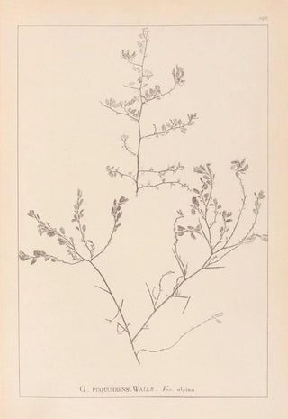 Herbier de la flore française Pl0227 - Louis Antoine Cusin — artwork view