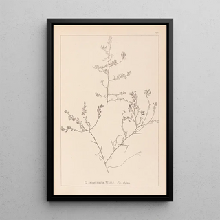 Herbier de la flore française Pl0227 - Louis Antoine Cusin — framed artwork on a wall