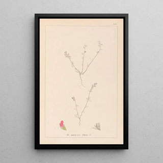 Herbier de la flore française Pl0228 - Louis Antoine Cusin — framed artwork on a wall