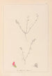 Herbier de la flore française Pl0228 - Louis Antoine Cusin — artwork view