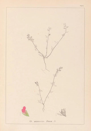 Herbier de la flore française Pl0228 - Louis Antoine Cusin — artwork view