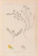 French flora herbarium painting Pl0229 - Louis Antoine Cusin — artwork view