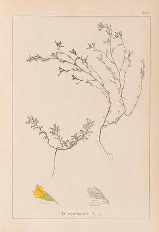 French flora herbarium painting Pl0229 - Louis Antoine Cusin — artwork view