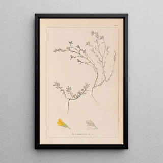 French flora herbarium painting Pl0229 - Louis Antoine Cusin — framed artwork on a wall