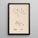 Herbier de la flore française Pl0230 - Louis Antoine Cusin — framed artwork on a wall