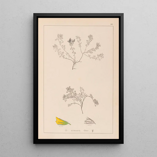 Herbier de la flore française Pl0230 - Louis Antoine Cusin — framed artwork on a wall