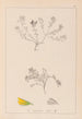 Herbier de la flore française Pl0230 - Louis Antoine Cusin — artwork view