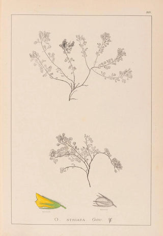 Herbier de la flore française Pl0230 - Louis Antoine Cusin — artwork view