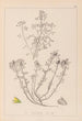 Herbier de la flore française Pl0231 - Louis Antoine Cusin — artwork view