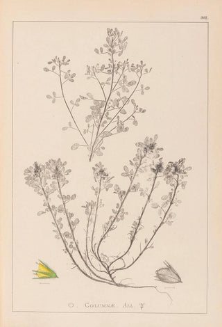 Herbier de la flore française Pl0231 - Louis Antoine Cusin — artwork view