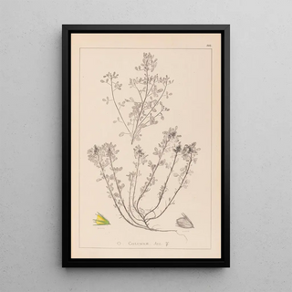 Herbier de la flore française Pl0231 - Louis Antoine Cusin — framed artwork on a wall