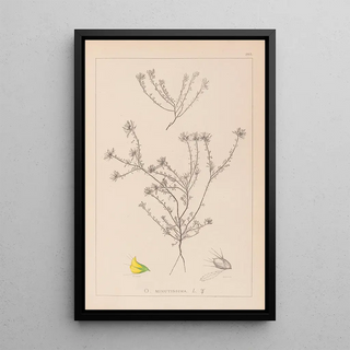 Herbier de la flore française Pl0232 - Louis Antoine Cusin — framed artwork on a wall