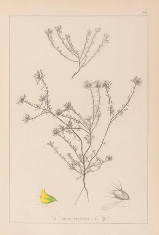 Herbier de la flore française Pl0232 - Louis Antoine Cusin — artwork view