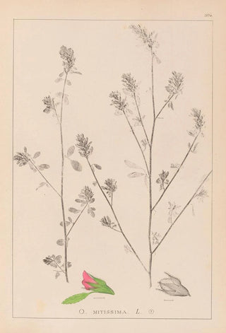 Herbier de la flore française Pl0233 - Louis Antoine Cusin — artwork view