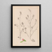 Herbier de la flore française Pl0233 - Louis Antoine Cusin — framed artwork on a wall