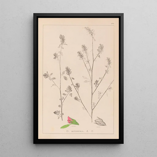 Herbier de la flore française Pl0233 - Louis Antoine Cusin — framed artwork on a wall