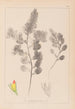 Herbier de la flore française Pl0234 - Louis Antoine Cusin — artwork view