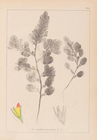 Herbier de la flore française Pl0234 - Louis Antoine Cusin — artwork view