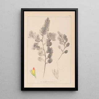 Herbier de la flore française Pl0234 - Louis Antoine Cusin — framed artwork on a wall