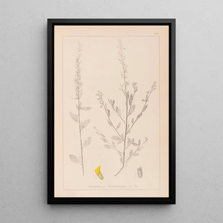 Herbier de la flore française Pl0235 - Louis Antoine Cusin — framed artwork on a wall