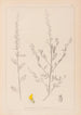 Herbier de la flore française Pl0235 - Louis Antoine Cusin — artwork view