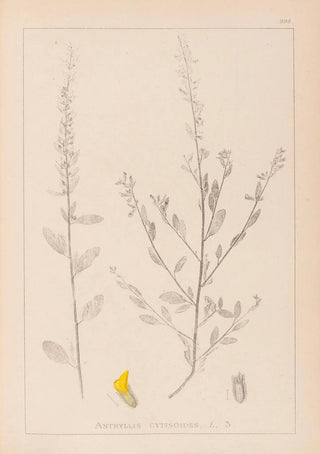 Herbier de la flore française Pl0235 - Louis Antoine Cusin — artwork view