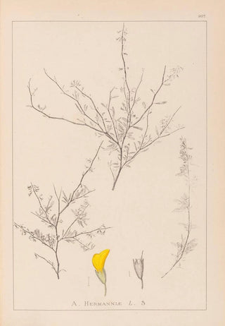 Herbier de la flore française Pl0236 - Louis Antoine Cusin — artwork view