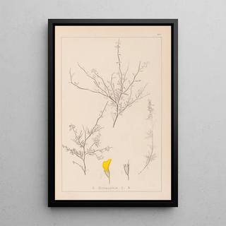 Herbier de la flore française Pl0236 - Louis Antoine Cusin — framed artwork on a wall