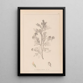 Herbier de la flore française Pl0237 - Louis Antoine Cusin — framed artwork on a wall