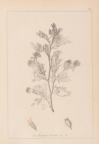 Herbier de la flore française Pl0237 - Louis Antoine Cusin — artwork view