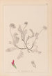 Herbier de la flore française Pl0238 - Louis Antoine Cusin — artwork view
