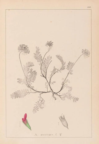 Herbier de la flore française Pl0238 - Louis Antoine Cusin — artwork view