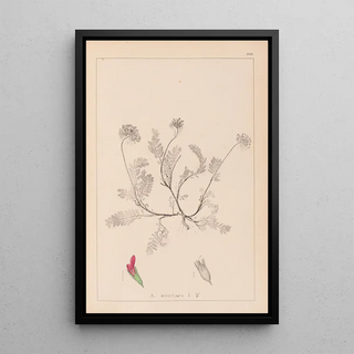 Herbier de la flore française Pl0238 - Louis Antoine Cusin — framed artwork on a wall
