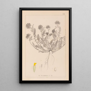 Herbier de la flore française Pl0239 - Louis Antoine Cusin — framed artwork on a wall