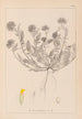 Herbier de la flore française Pl0239 - Louis Antoine Cusin — artwork view