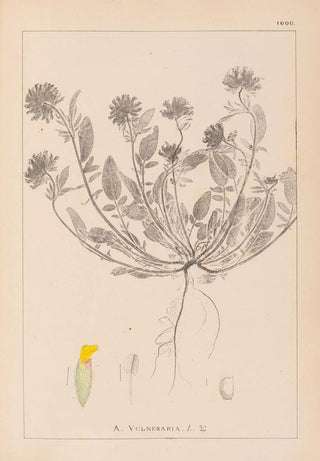 Herbier de la flore française Pl0239 - Louis Antoine Cusin — artwork view