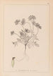 Herbier de la flore française Pl0240 - Louis Antoine Cusin — artwork view