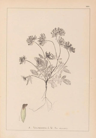 Herbier de la flore française Pl0240 - Louis Antoine Cusin — artwork view