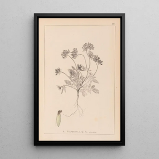 Herbier de la flore française Pl0240 - Louis Antoine Cusin — framed artwork on a wall