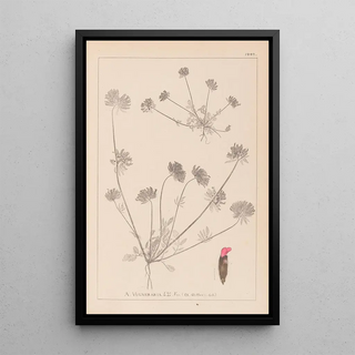 French flora herbarium painting Pl0241 - Louis Antoine Cusin — framed artwork on a wall
