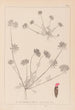 French flora herbarium painting Pl0241 - Louis Antoine Cusin — artwork view
