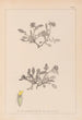Herbier de la flore française Pl0242 - Louis Antoine Cusin — artwork view