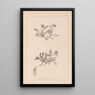 Herbier de la flore française Pl0242 - Louis Antoine Cusin — framed artwork on a wall