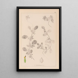 Herbier de la flore française Pl0243 - Louis Antoine Cusin — framed artwork on a wall